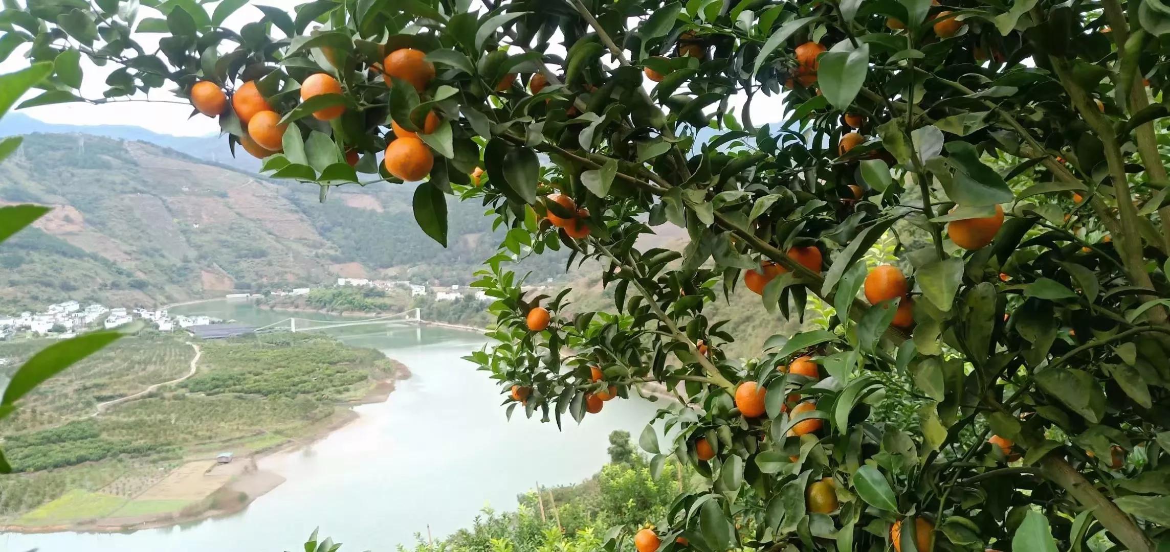 西林沙糖桔有多少,西林县沙糖桔特色