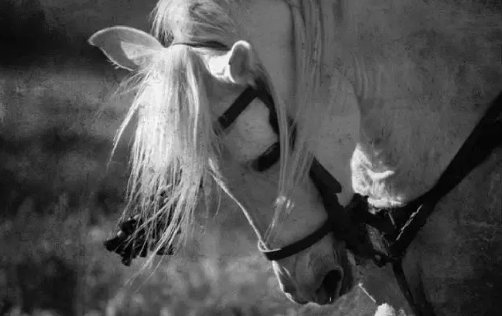 毛主席当年的小黄马，半夜突然嘶吼，主席听到后为何下令撤退？