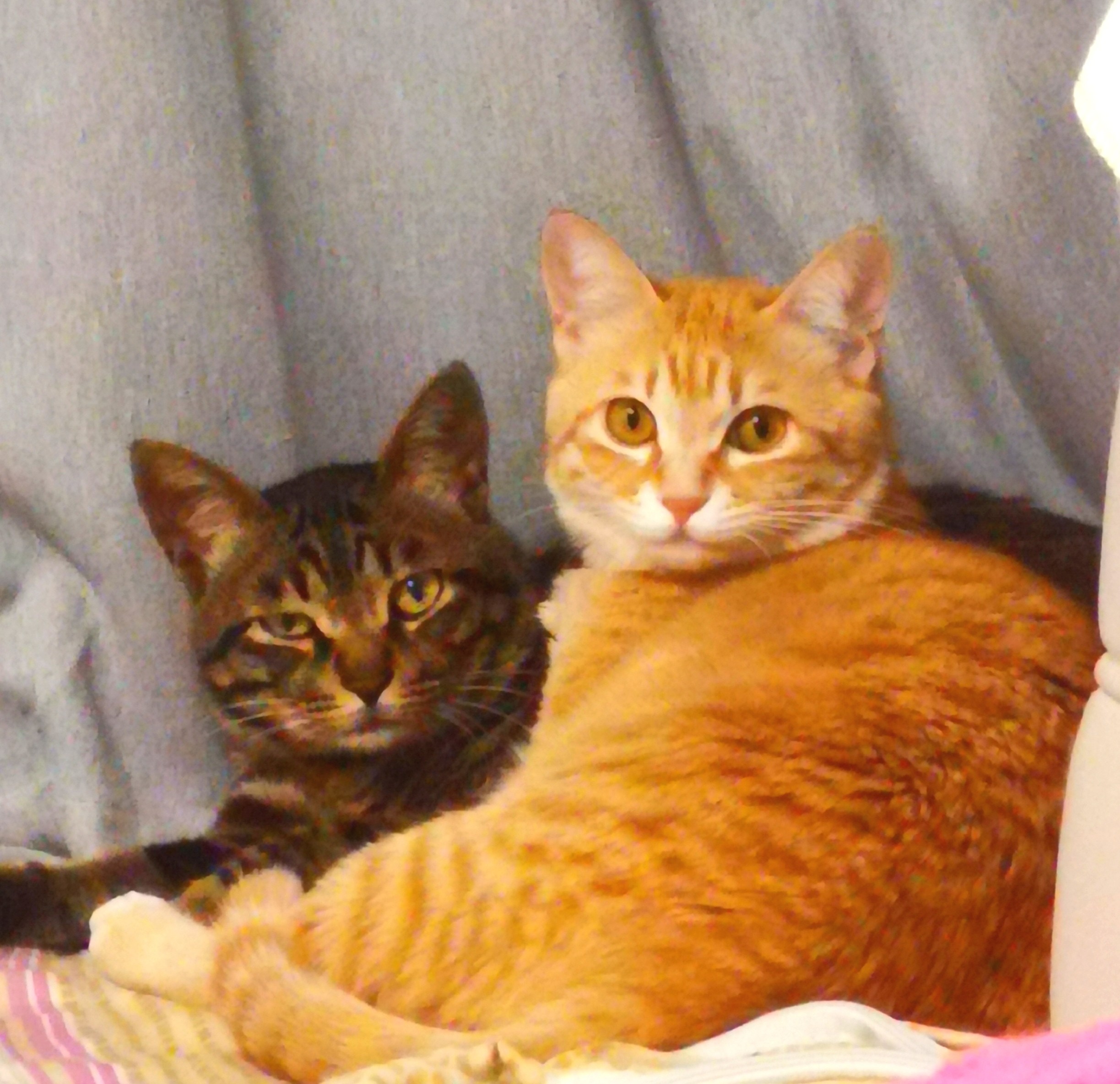 我用一块橙子皮解决了宠物猫念念随处大便的难题