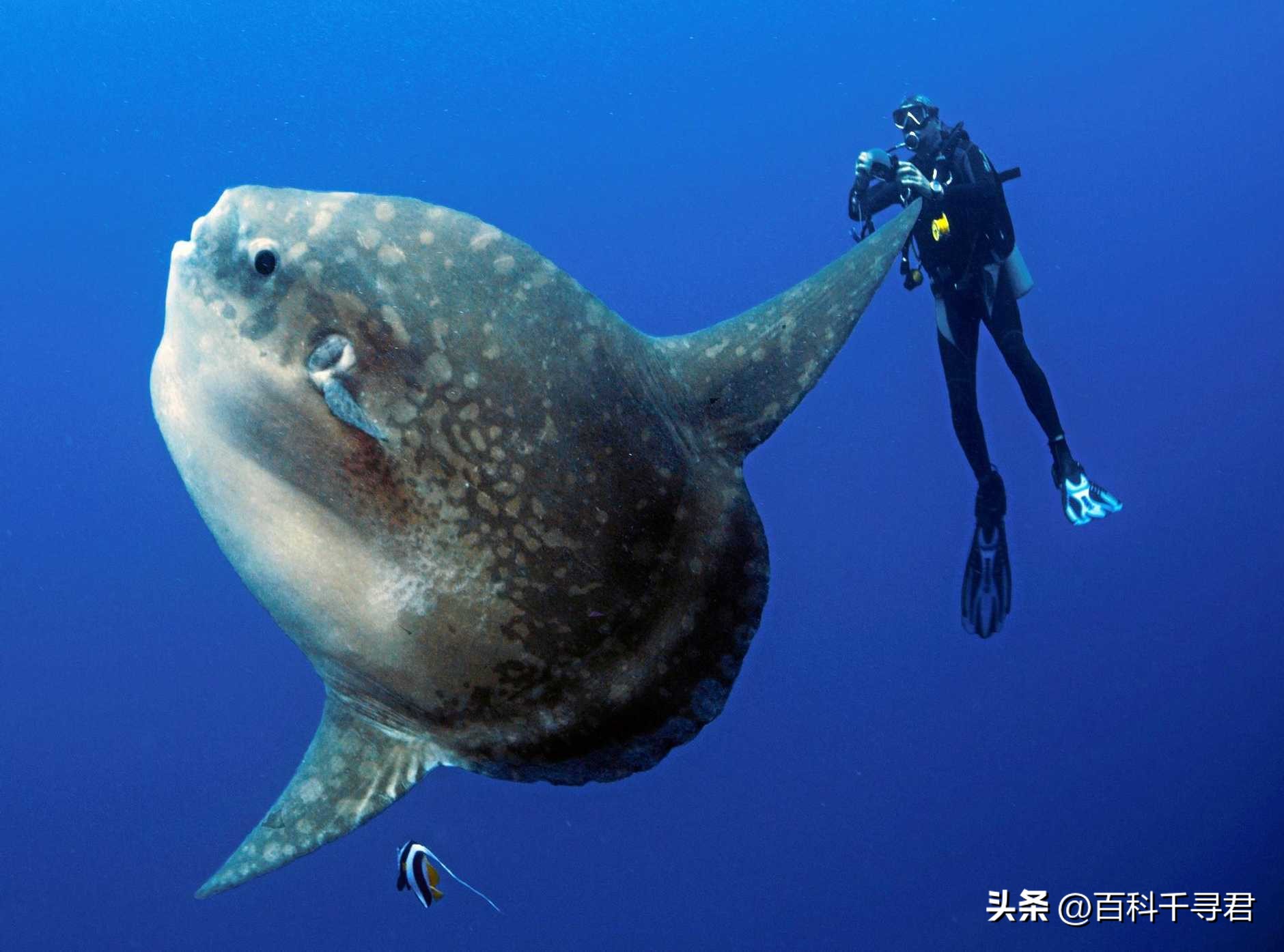 翻车鲀是世界上最大的硬骨鱼类吗,翻车鲀是世界上最大的鱼类吗