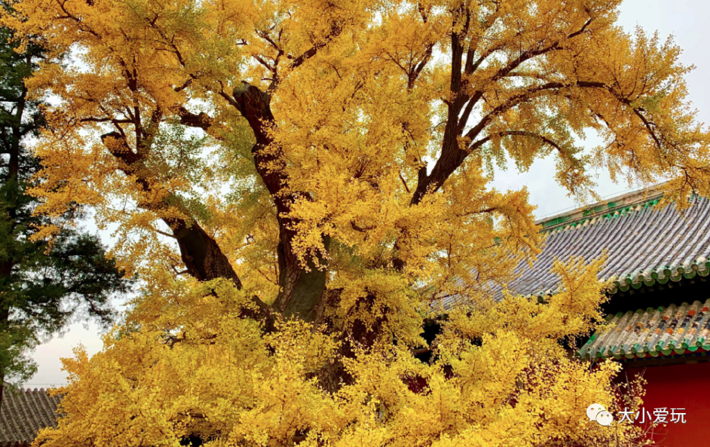 银杏最美的地方,金秋十月最美的银杏