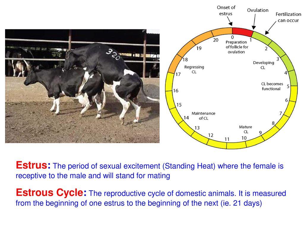 动物都会定期发情，而人类演化后，女性为什么会隐藏“发情期”？