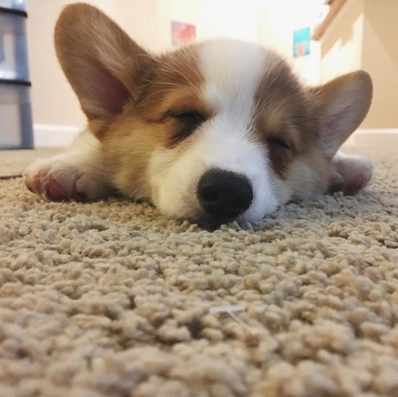 柯基吃撑,柯基没口粮还能吃什么