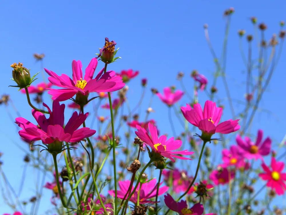 黄秋英也叫波斯菊吗,秋英和波斯菊一样吗
