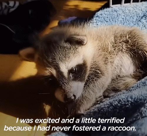 鍔犳嬁澶у皬娴g唺骞煎唇,鍔犳嬁澶у杺鍏诲皬娴g唺