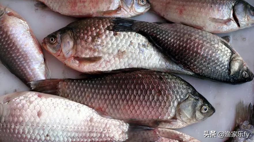 细菌性烂鳃病,细菌性烂鳃病的治疗方法