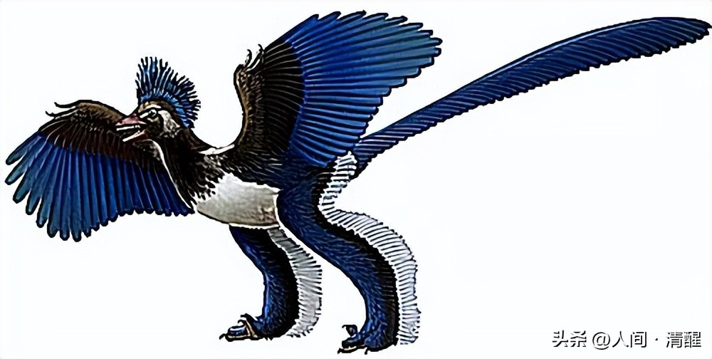 首次挖掘带羽毛的恐龙图片,全部带羽恐龙介绍纪录片