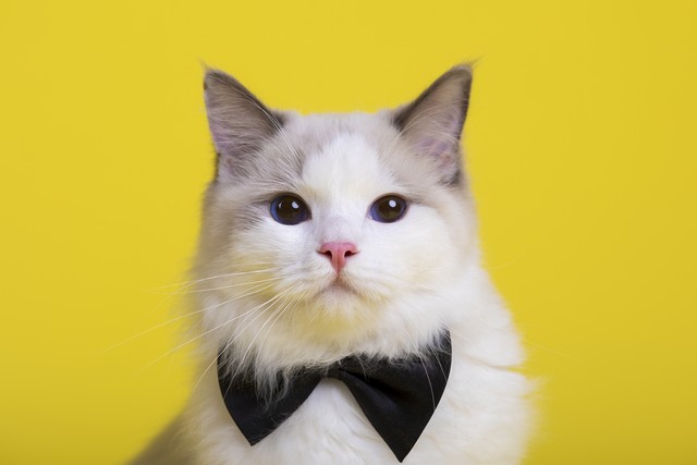 十个笑到你肚子疼的笑话100字,超级搞笑笑到肚子疼的长笑话视频