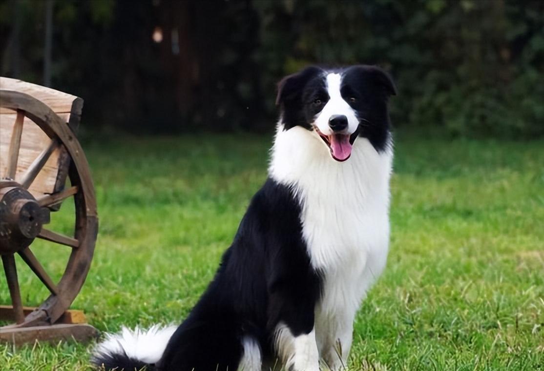 什么狗好养还不拆家还能保护主人,哪种狗不咬人不拆家智商高