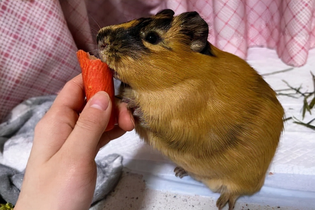 刚出生的荷兰猪怎么去照顾它,怀孕的荷兰猪要单独养吗