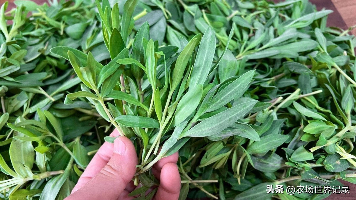 最高效庭院经济模式,发展庭院经济的模式