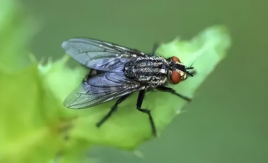 连云港苍蝇种类,苍蝇种类像蚊子