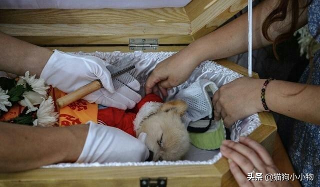 狗临终前会发出怎样的信号,狗临终前的十三句话