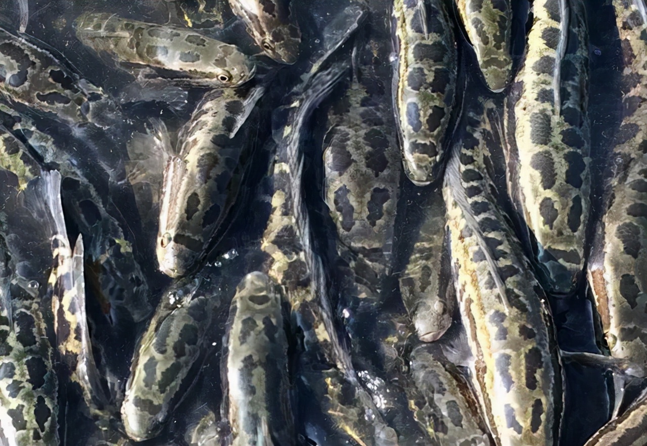 <html>
<head><title>502BadGateway</title></head>
<body>
<center><h1>502BadGateway</h1></center>
<hr><center>nginx</center>
</body>
</html>
<!--apaddingtodisableMSIEandChromefriendlyerrorpage-->
<!--apaddingtodisableMSIEandChromefriendlyerrorpage-->
<!--apaddingtodisableMSIEandChromefriendlyerrorpage-->
<!--apaddingtodisableMSIEandChromefriendlyerrorpage-->
<!--apaddingtodisableMSIEandChromefriendlyerrorpage-->
<!--apaddingtodisableMSIEandChromefriendlyerrorpage-->
