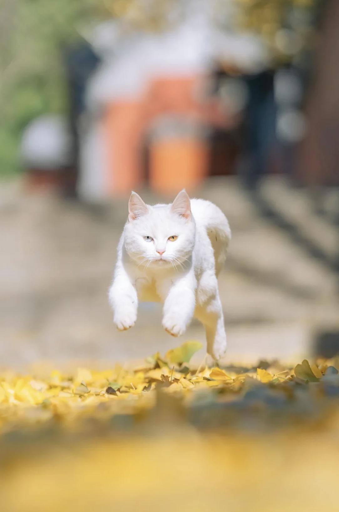 治愈系壁纸｜132张可爱小猫咪的样子