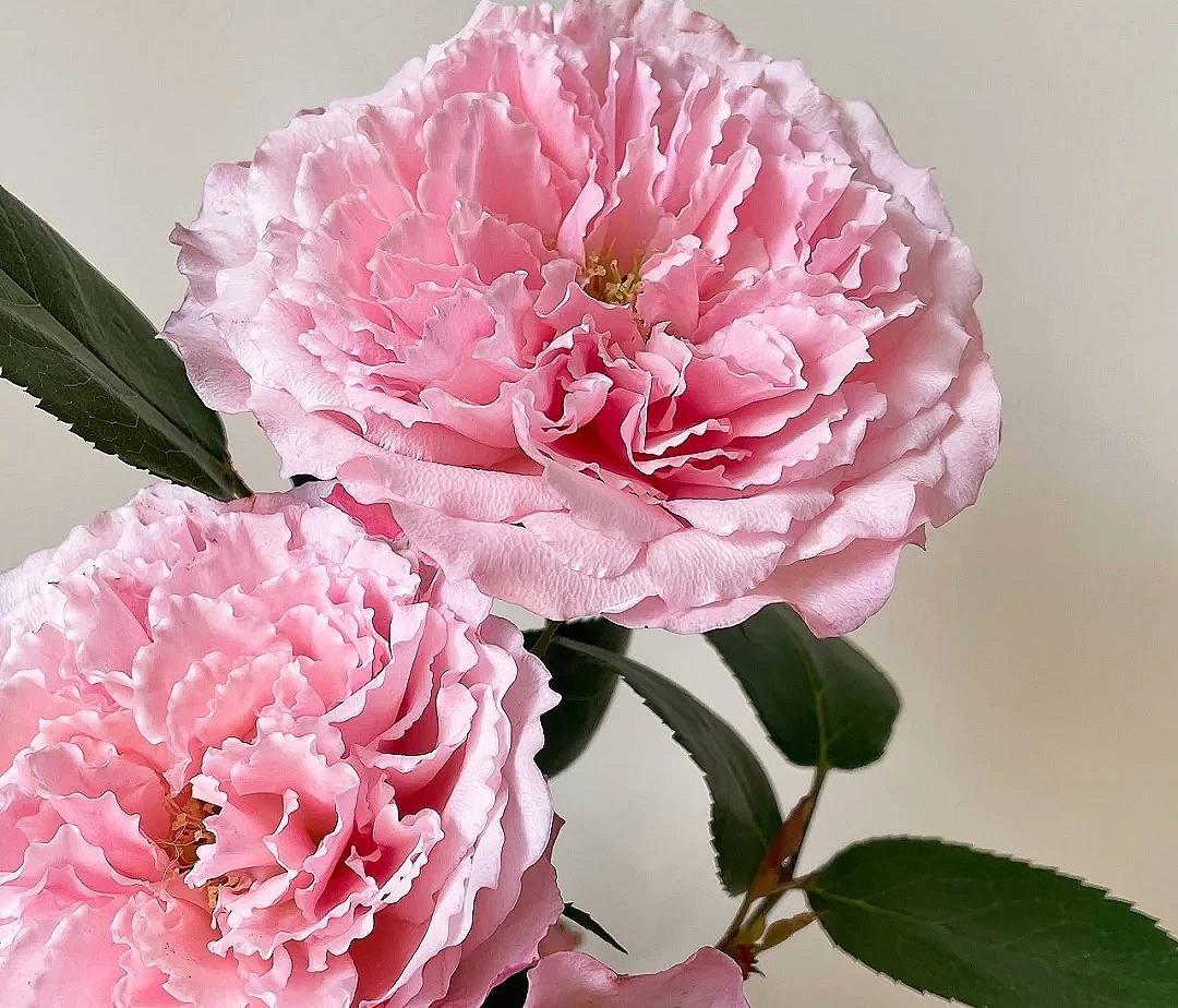 花艺教程花材打理知识,花艺教程常用花材及叶材有哪些