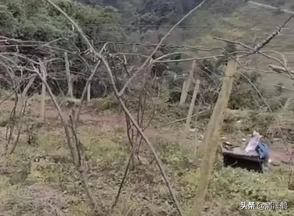 今年猕猴桃树冻害哪个省严重,猕猴桃如何防霜防寒