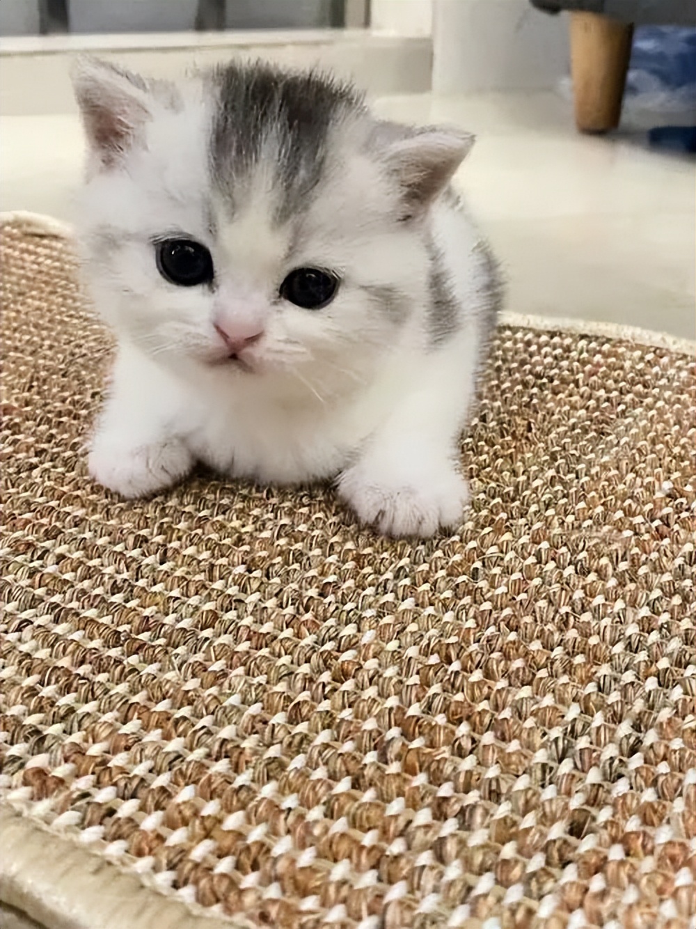 养猫注意些什么对人有什么危害,猫怎么养新手养猫需注意4大问题