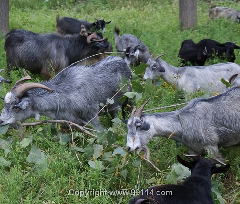 一只青山羊图片,一只青山羊多重