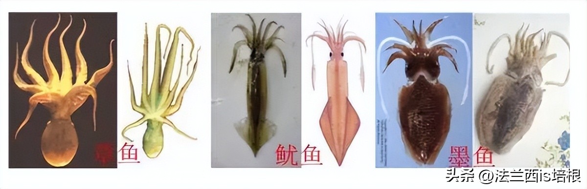 女子煮墨鱼没放墨汁似熬沥青,女子首次煮墨鱼没倒墨汁似熬沥青