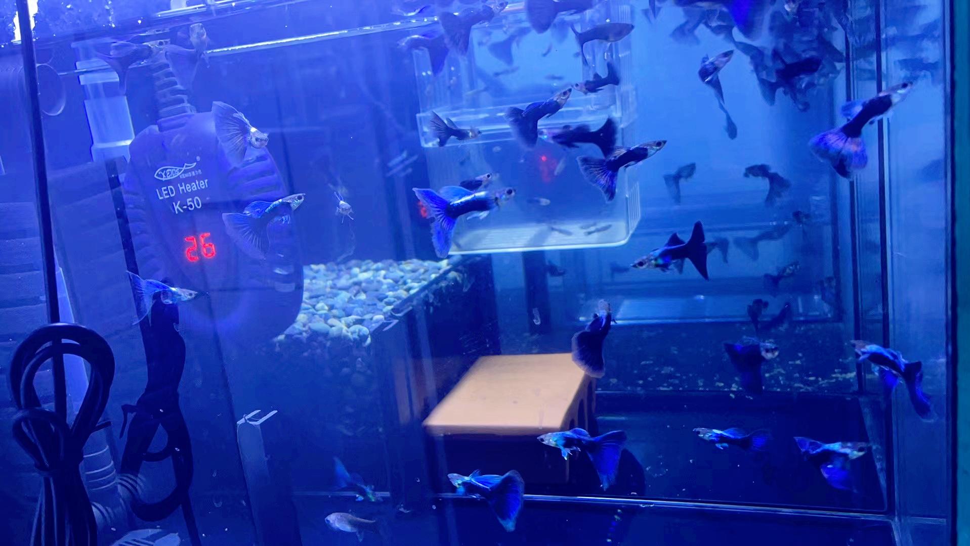 孔雀鱼养殖需要的设备,新手养孔雀鱼需要哪些设备