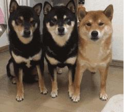 海底捞公司注册地,海底捞与供应链公司都上市了吗