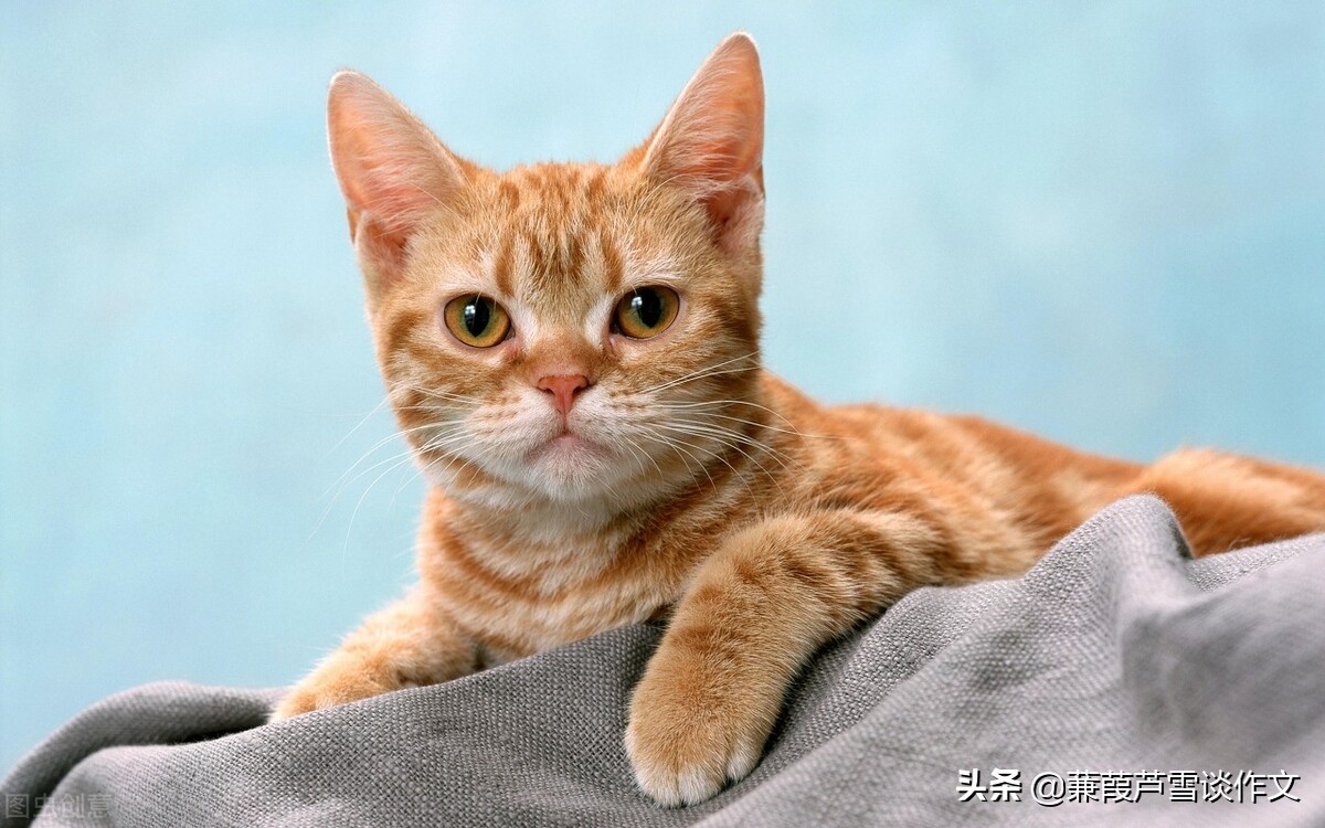 从两篇《猫》谈起——阿宝老师的“作文经”（一四五）