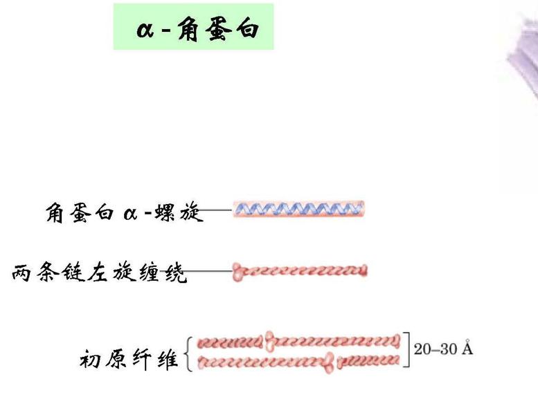 为了交配繁衍，雄性动物有多拼？猫生殖器带刺，鸭子改造成螺旋状