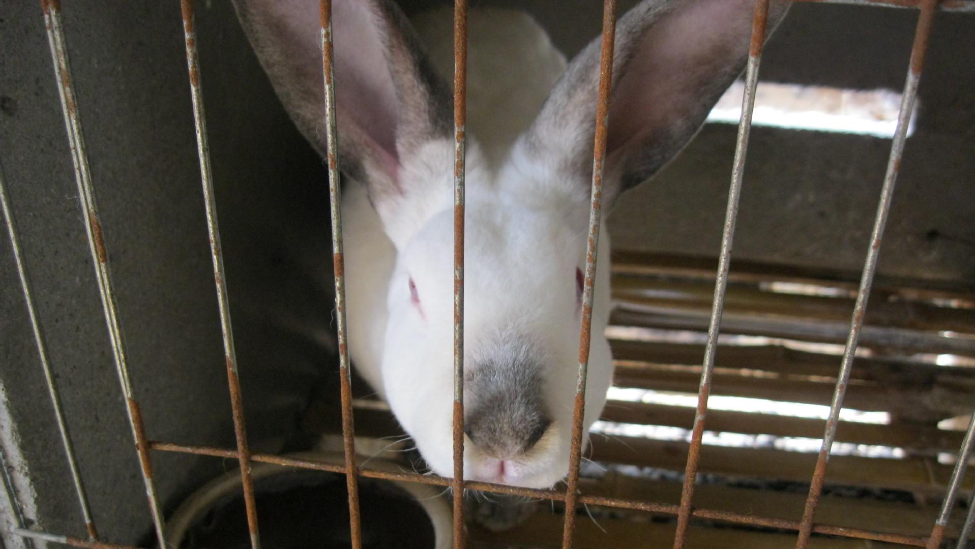 养殖肉兔都有哪些疾病,养兔的疾病治疗费用多少钱