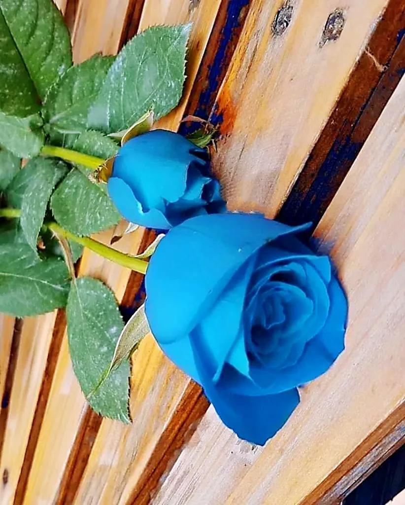 玫瑰是爱情的使者,玫瑰是每个女人的最爱