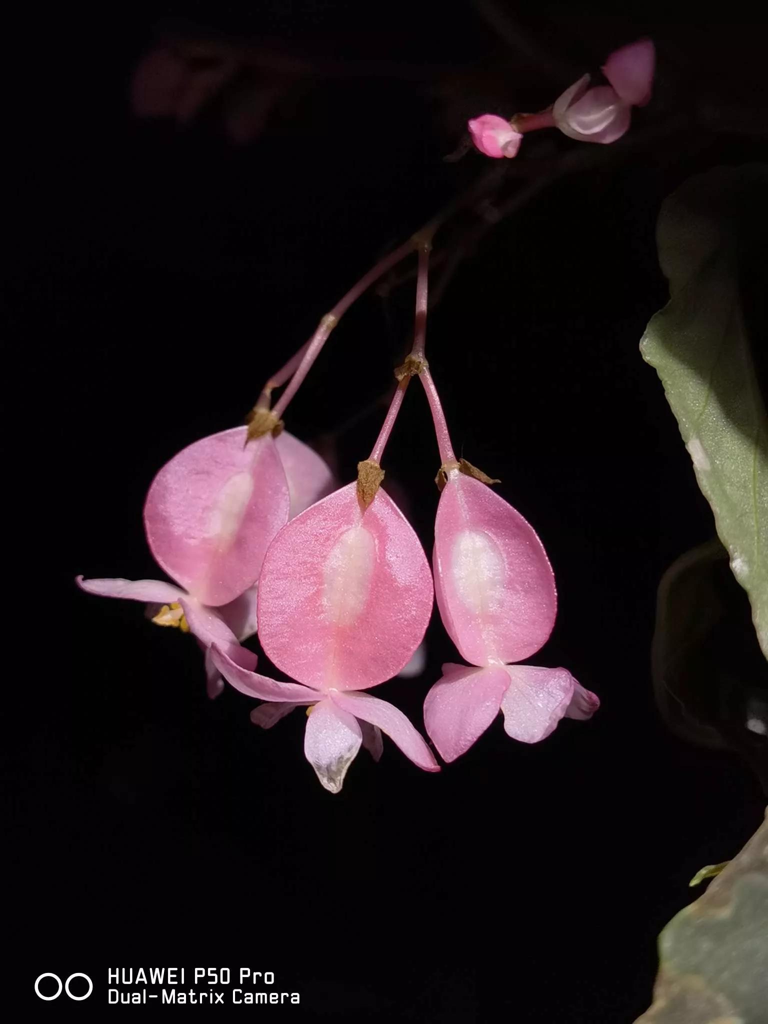 花草种类名称介绍,各种各样的花草名称大全