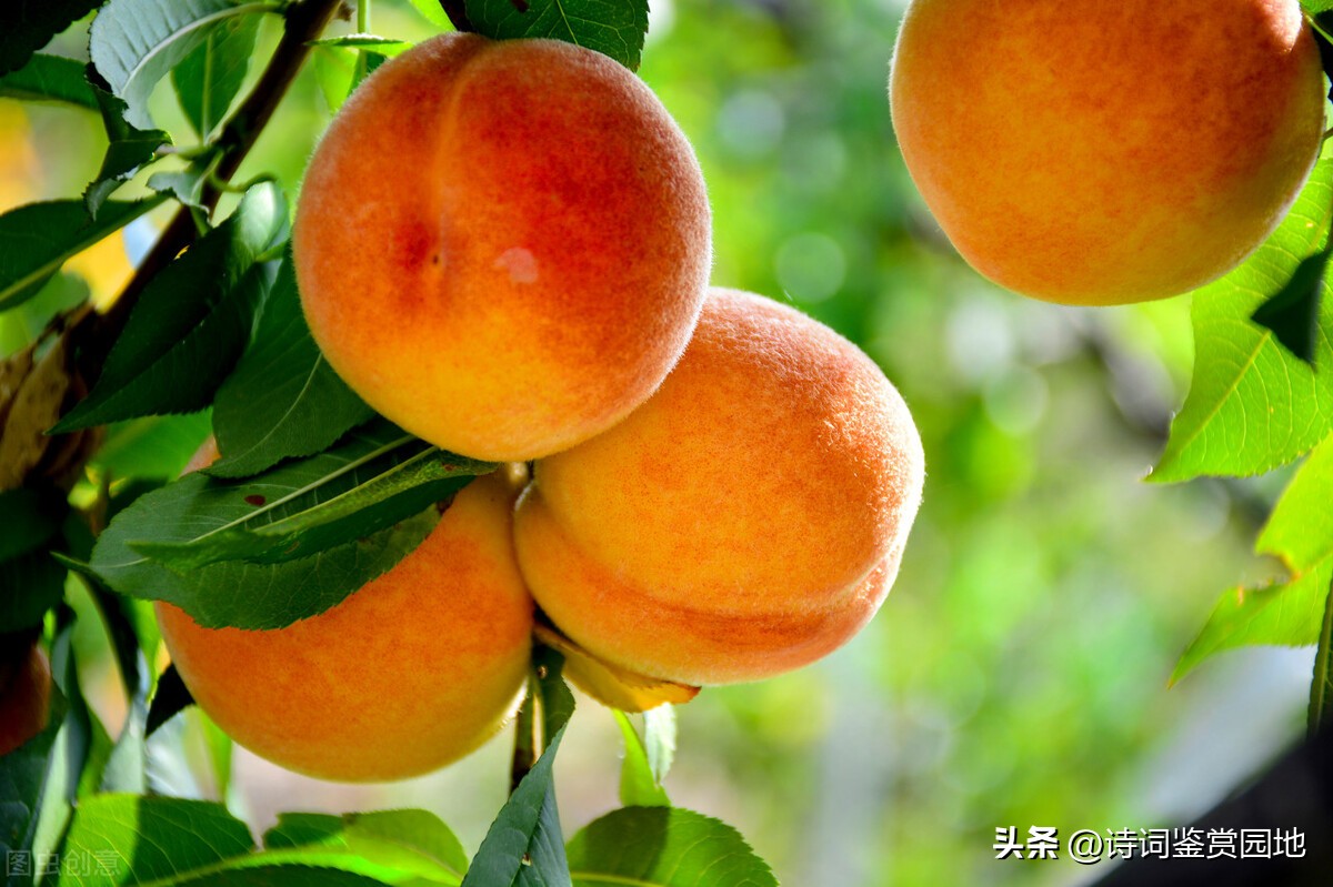 喜迎二十大农民丰收节诗词征稿,写农民丰收节的诗