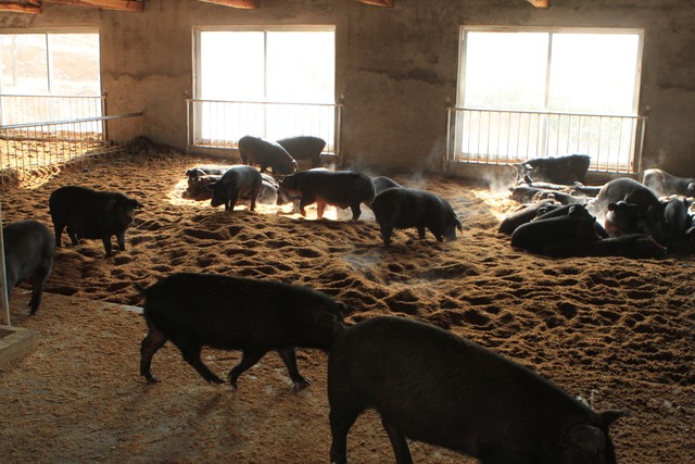 加盟温氏养猪需要多少钱,温氏集团养牛加盟多少钱