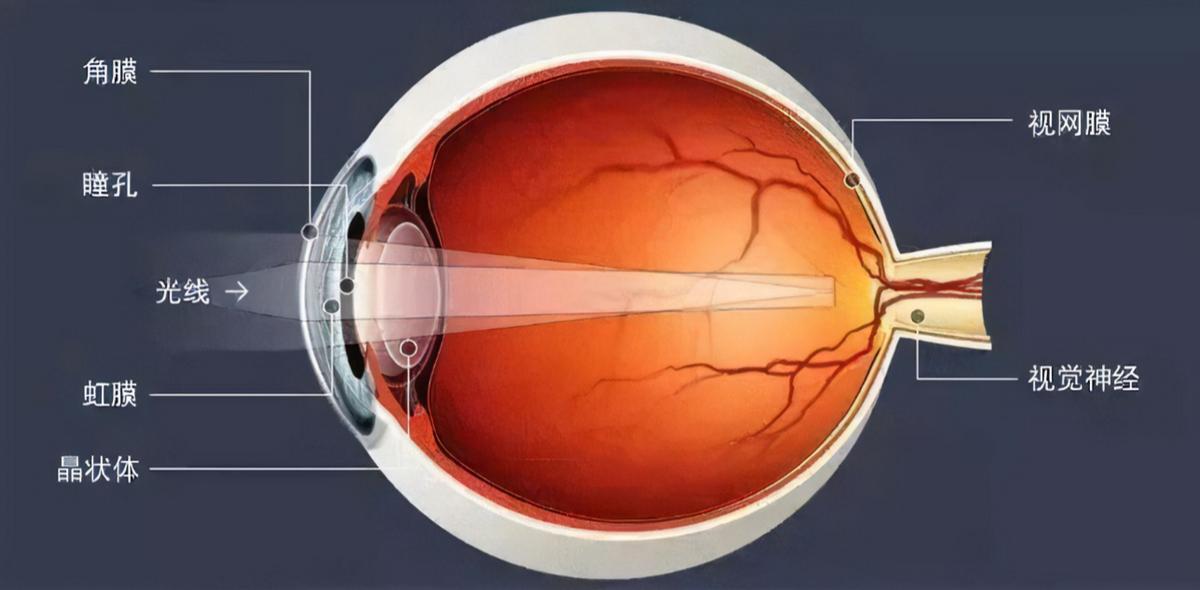 探寻猫咪习性中隐藏的心理,揭秘猫咪的小秘密