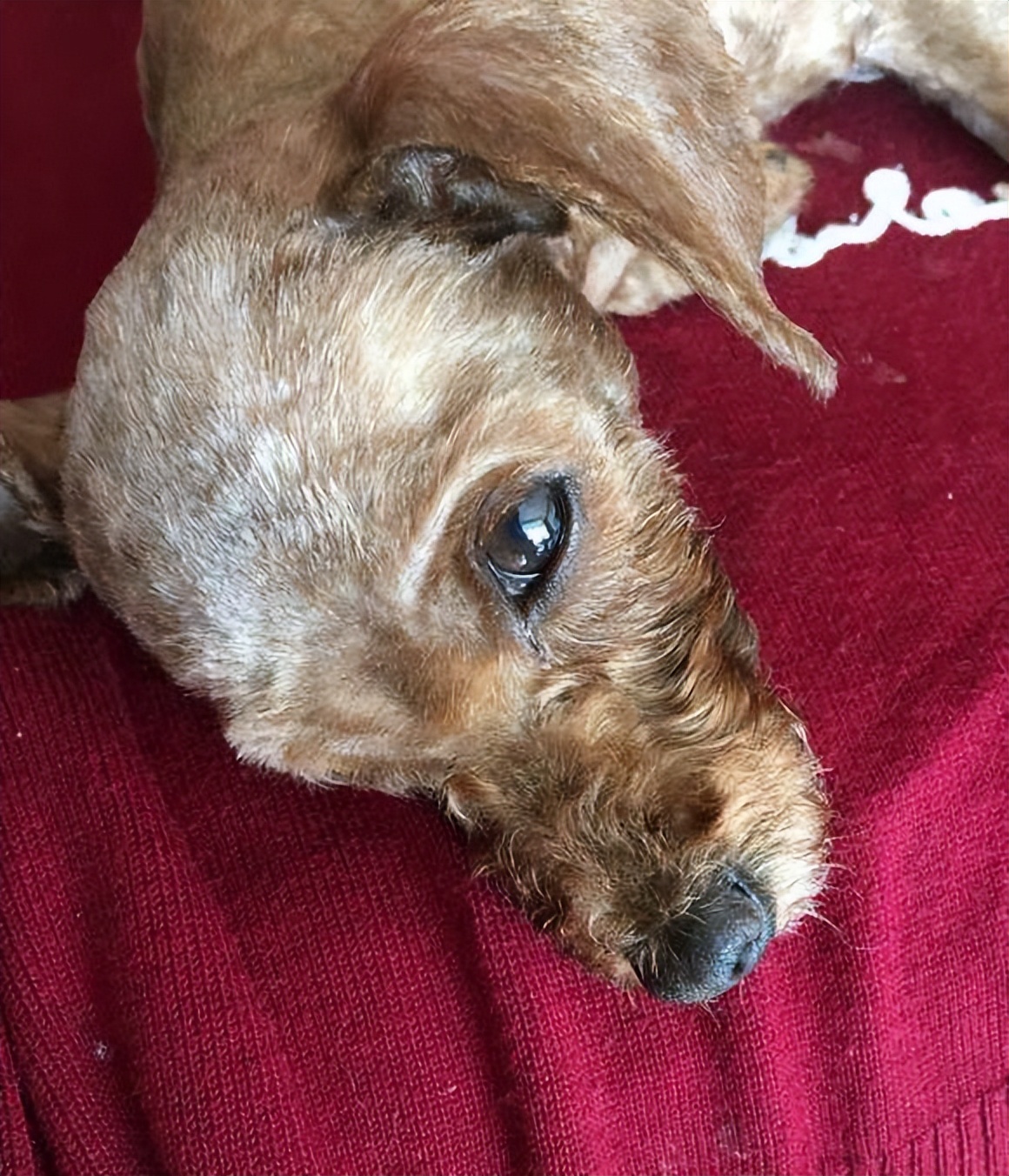 我的狗狗死了怎么度过这段时间,我的小狗生病了却丢了我该怎么办