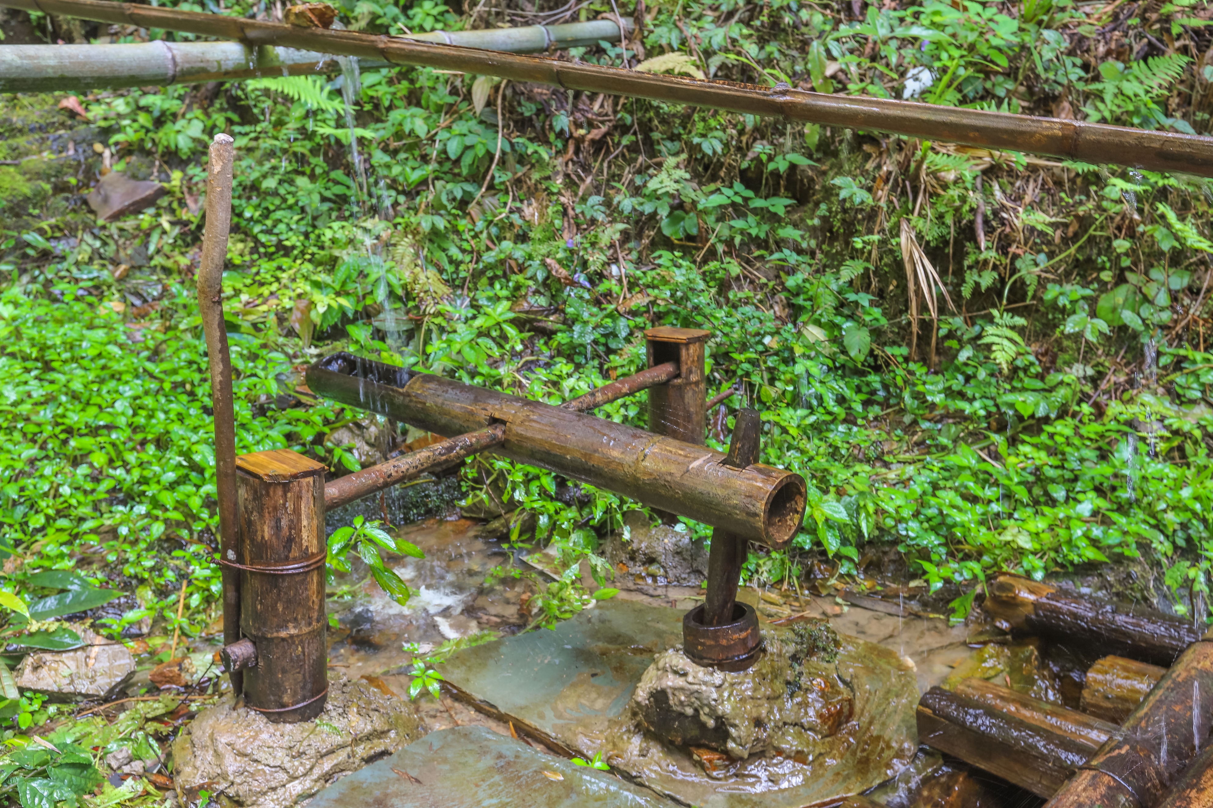 龙脊水稻梯田图片,龙脊水稻