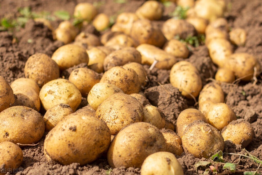 3毛一斤大量收不回的农产品,3毛一斤卖不出去