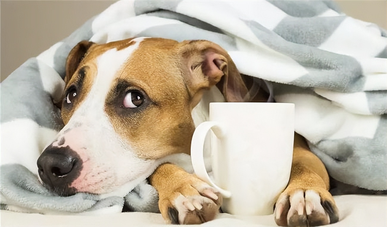 狗狗口臭的原因及治疗方法,导致狗狗口臭的原因