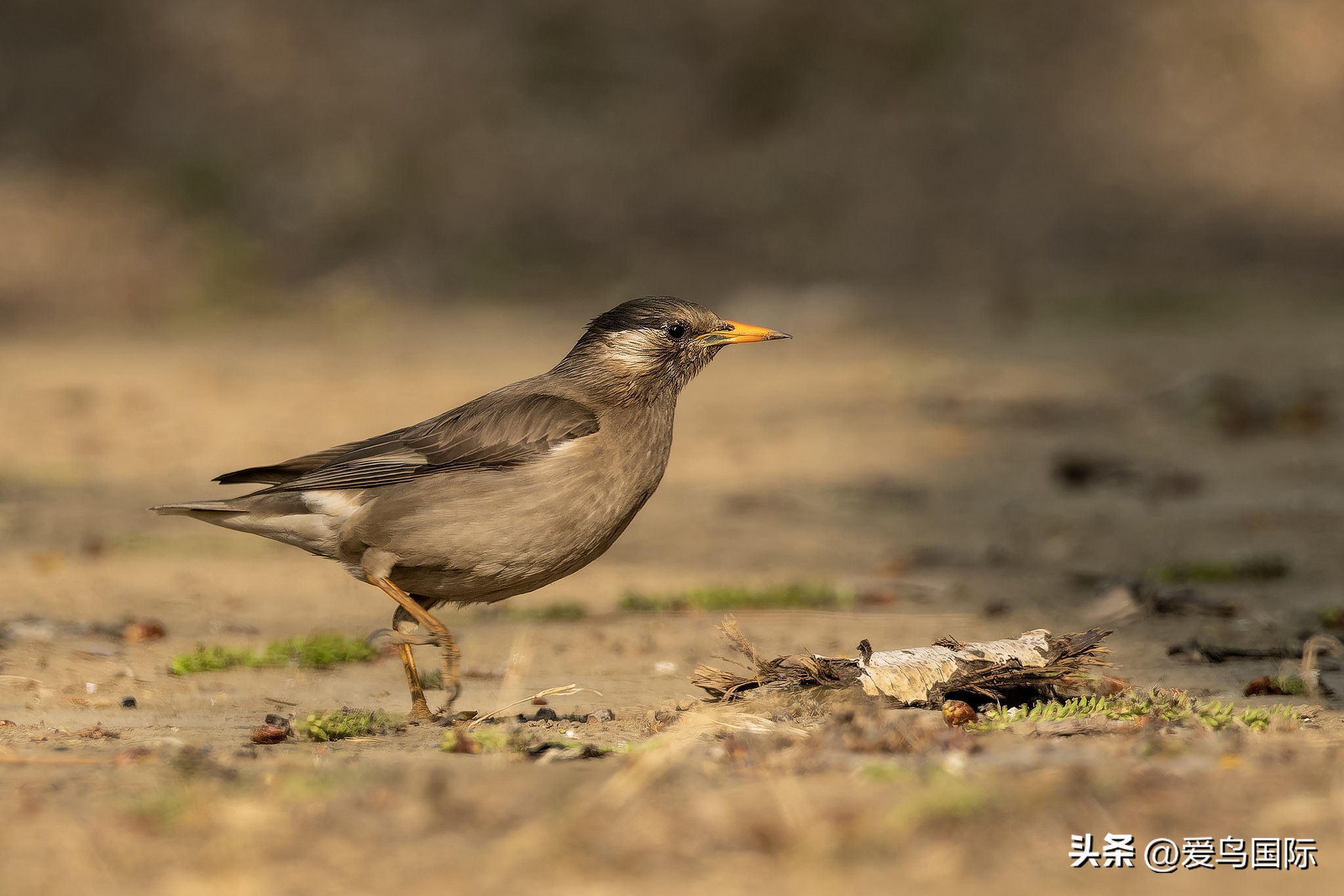 富士xh2s必备镜头,富士x-h2s配人像镜头