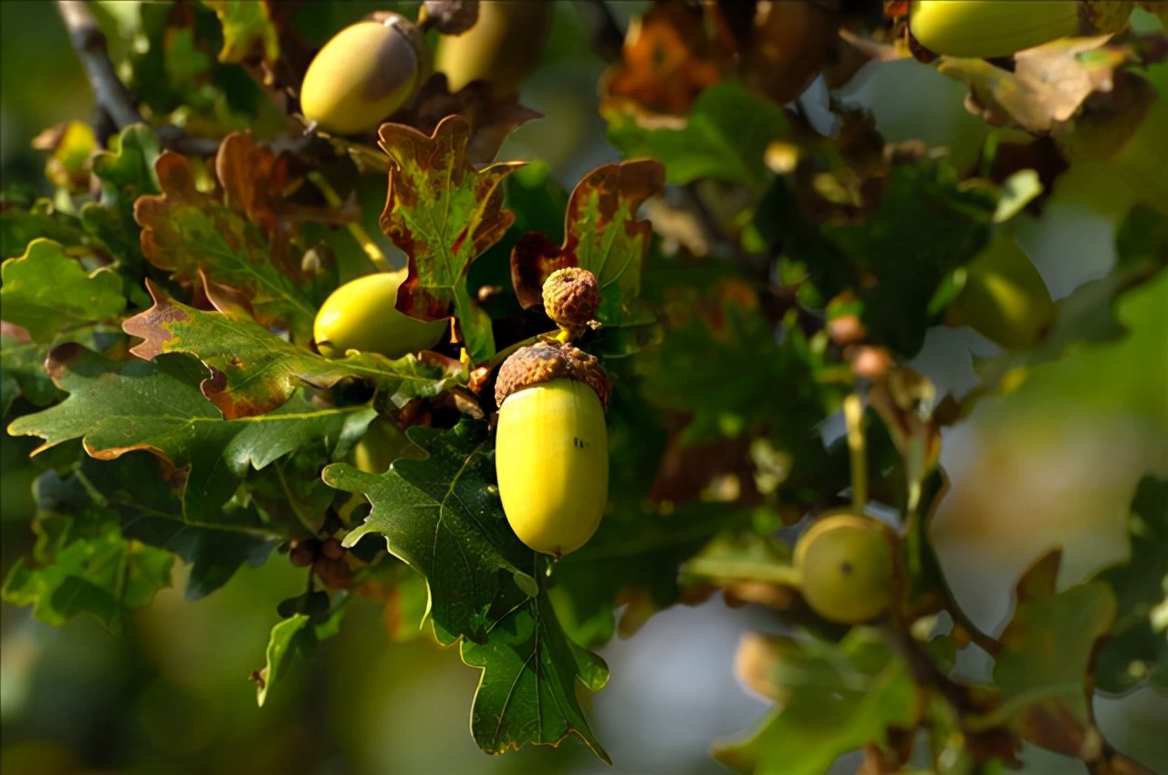 常见有毒花千万别碰,世上有毒的花和植物