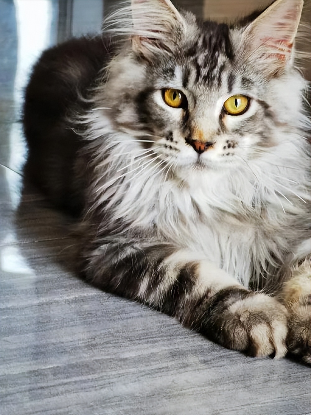 养猫咪最应该养什么猫,养猫首选这5种猫不仅忠诚还好养