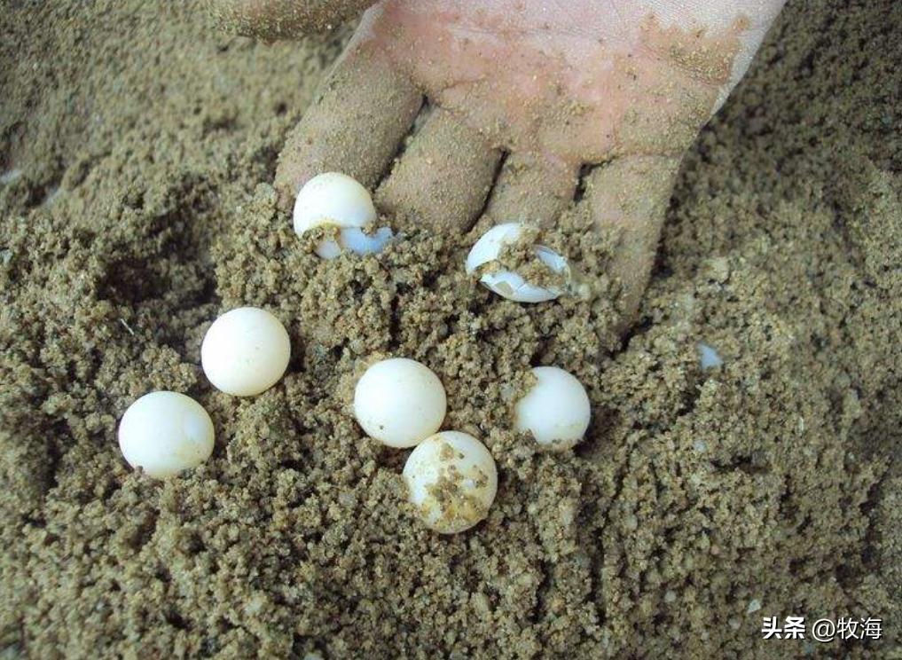 生态养鳖一亩地放多少只,养一亩中华鳖效益有多高