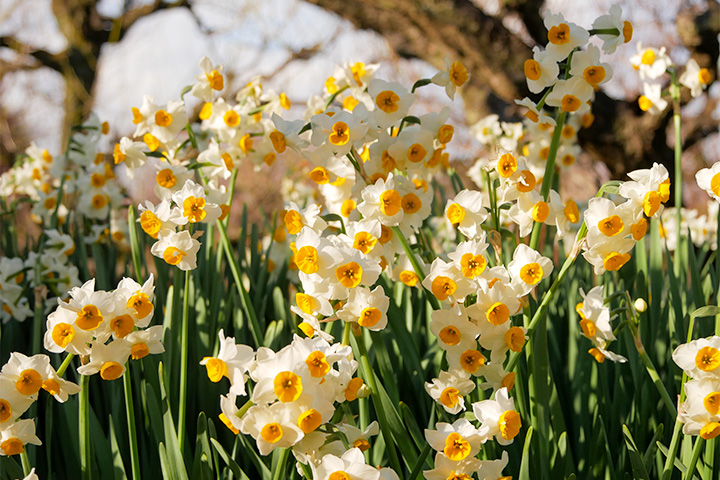 来大阪城梅林感受春天的到来