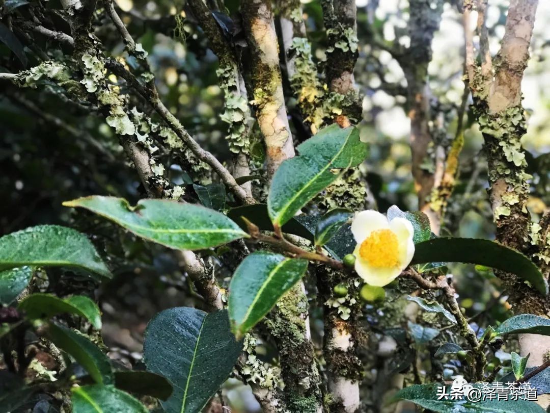 为什么茶树的南比北多,茶树生长的原因有哪些