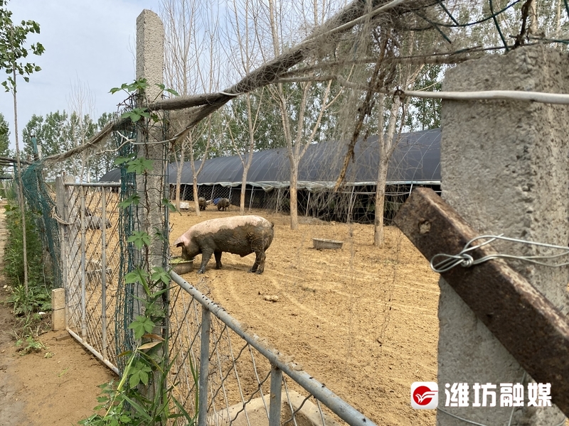 潍坊农业转型升级,潍坊田园农业发展