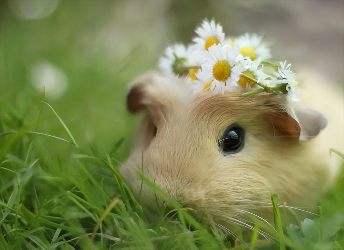 仓鼠的一生全集,仓鼠的一生好看吗