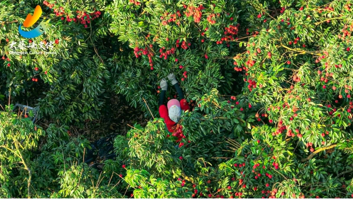 滴滴滴！2023年桂平荔枝最全采购指南！你的桂平荔枝已到达！