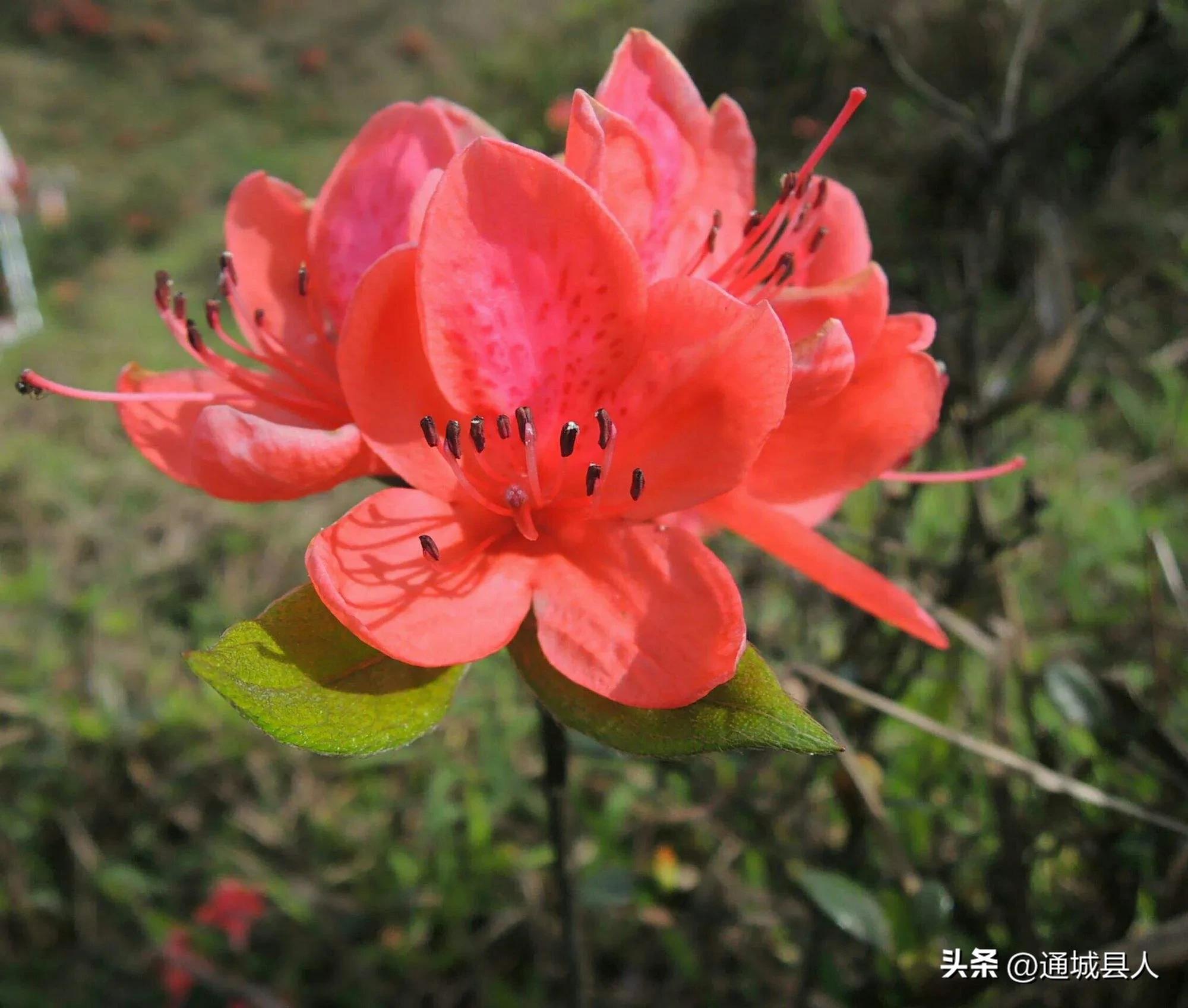 鍖楁柟灞变笂鐨勬槧灞辩孩,灞变笂婕北閬嶉噹鐨勬槧灞辩孩