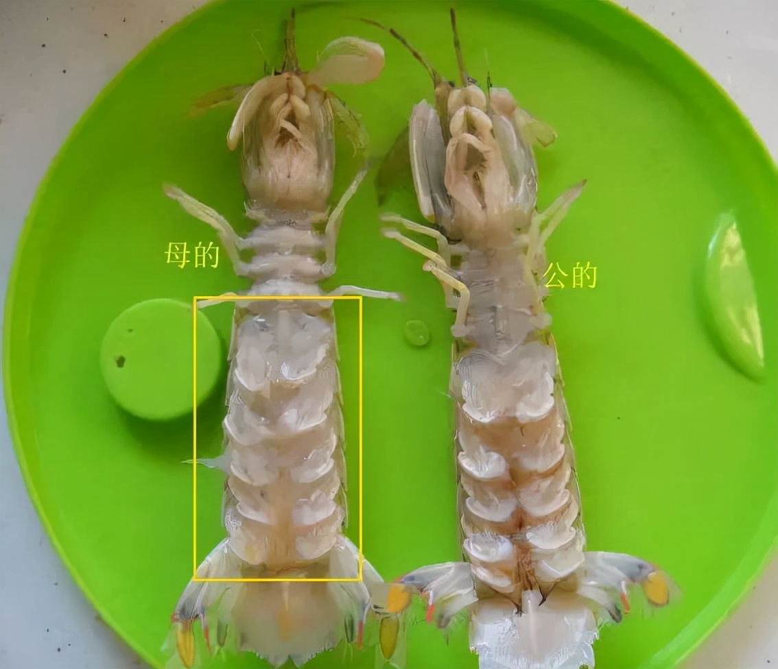 买海鲜应该怎么去买,如何挑选海鲜才是正确的