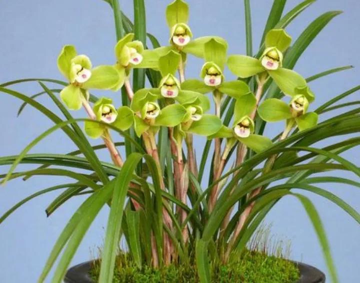 大红袍兰花是什么品种,兰花的品种什么最好